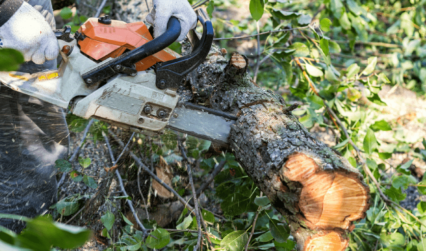 Tree Removal